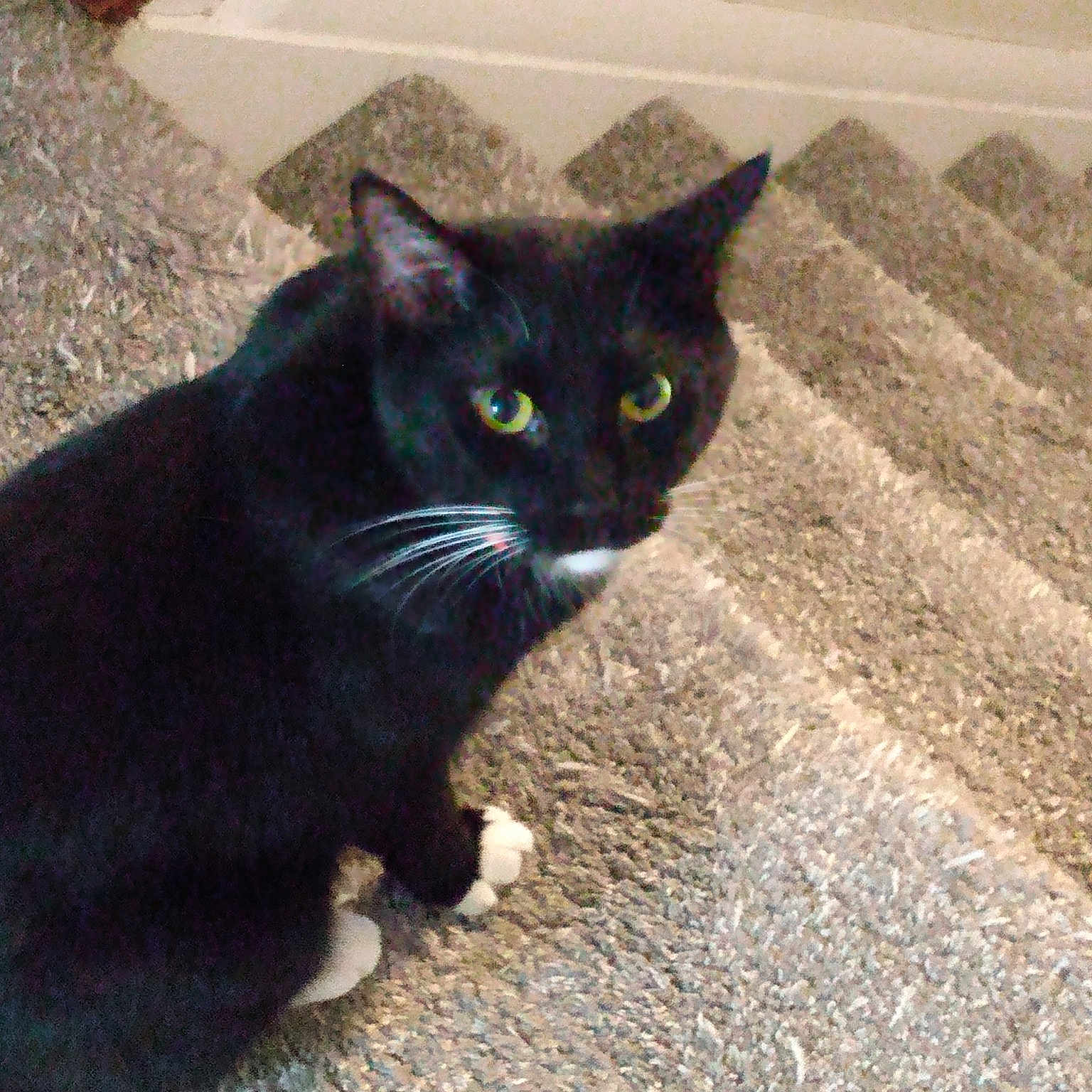 Whiskers Trifari