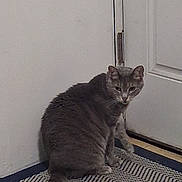 Dude is registered to the contest to win money with this photo: cat, gray_cat, indoor, door, mat, floor, curious, pet, animal, feline, fur, whiskers, ears, tail, home, quiet, still, looking_back, cautious, domestic