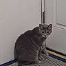 cat, gray_cat, indoor, door, mat, floor, curious, pet, animal, feline, fur, whiskers, ears, tail, home, quiet, still, looking_back, cautious, domestic