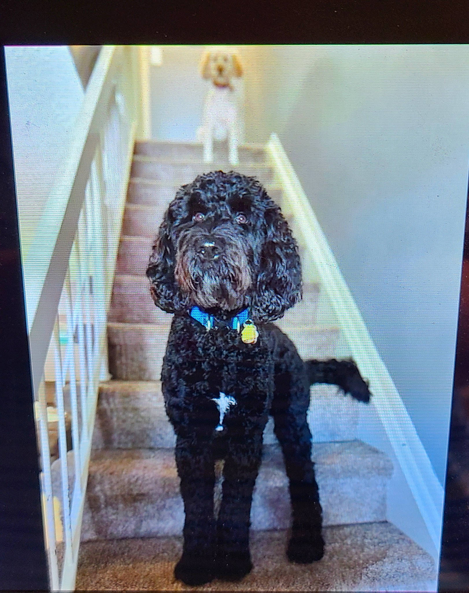 Shade is registered to the contest to win money with this photo: art, canidae, carnivore, companion_dog, dog, dog_breed, dog_supply, flooring, fur, labradoodle, pattern, pet_supply, poodle, rectangle, snout, sporting_group, toy_dog, visual_arts, water_dog, working_animal