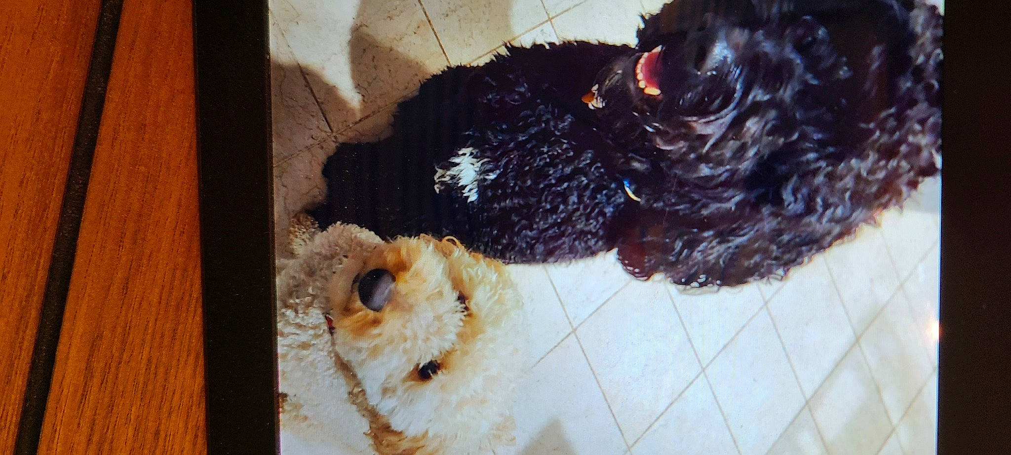 Shade joined the competition — help win amazing prizes! beak, canidae, carnivore, companion_dog, dog, dog_breed, fur, galliformes, labradoodle, liver, pet_supply, snout, sporting_group, tail, terrier, toy, toy_dog, water_dog, wood, wool