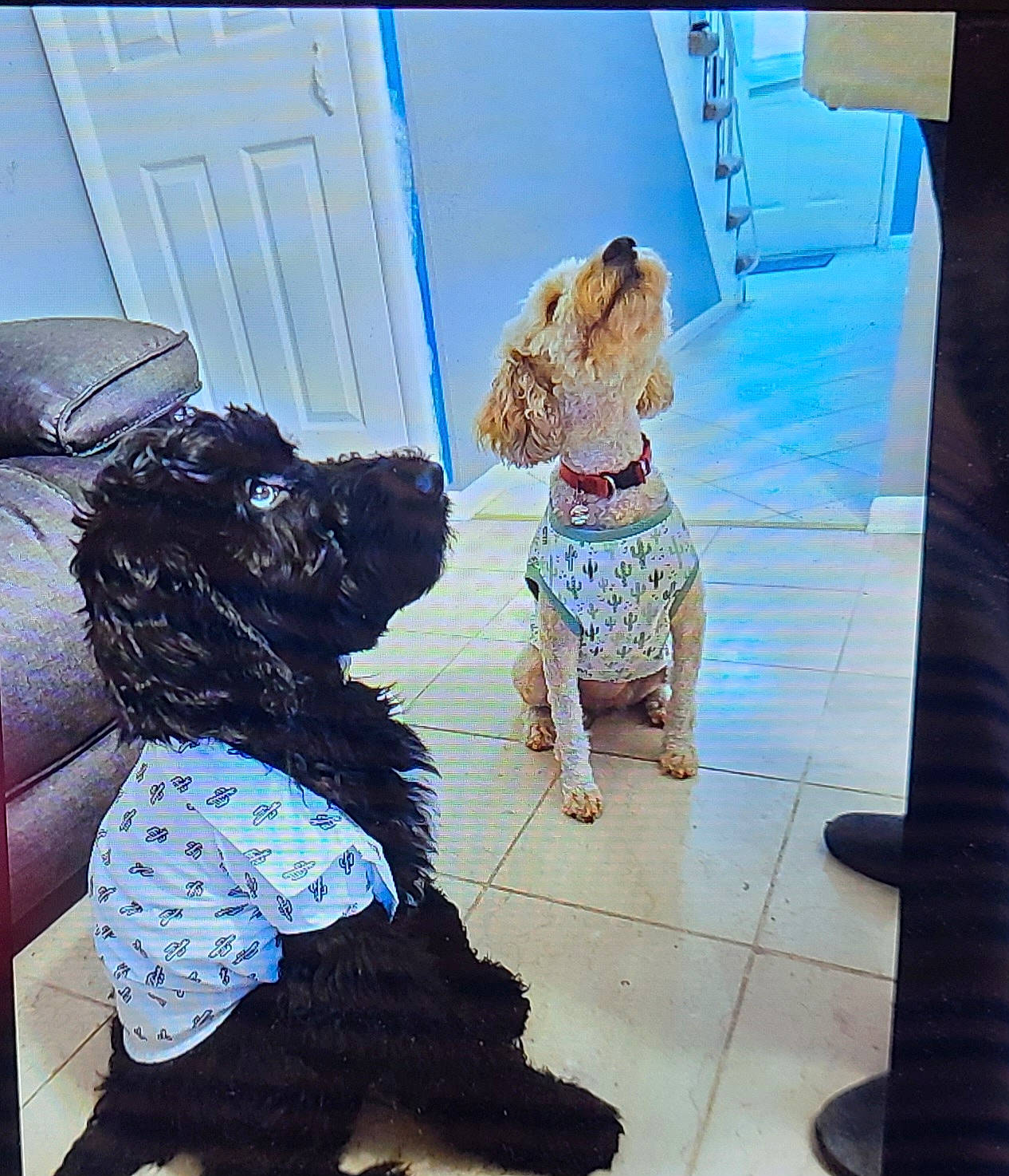 Shade joined the competition — help win amazing prizes! canidae, carnivore, chair, companion_dog, dog, dog_breed, dog_clothes, dog_collar, dog_supply, door, fawn, flooring, fur, sitting, snout, sporting_group, tail, tints_and_shades, toy, working_animal