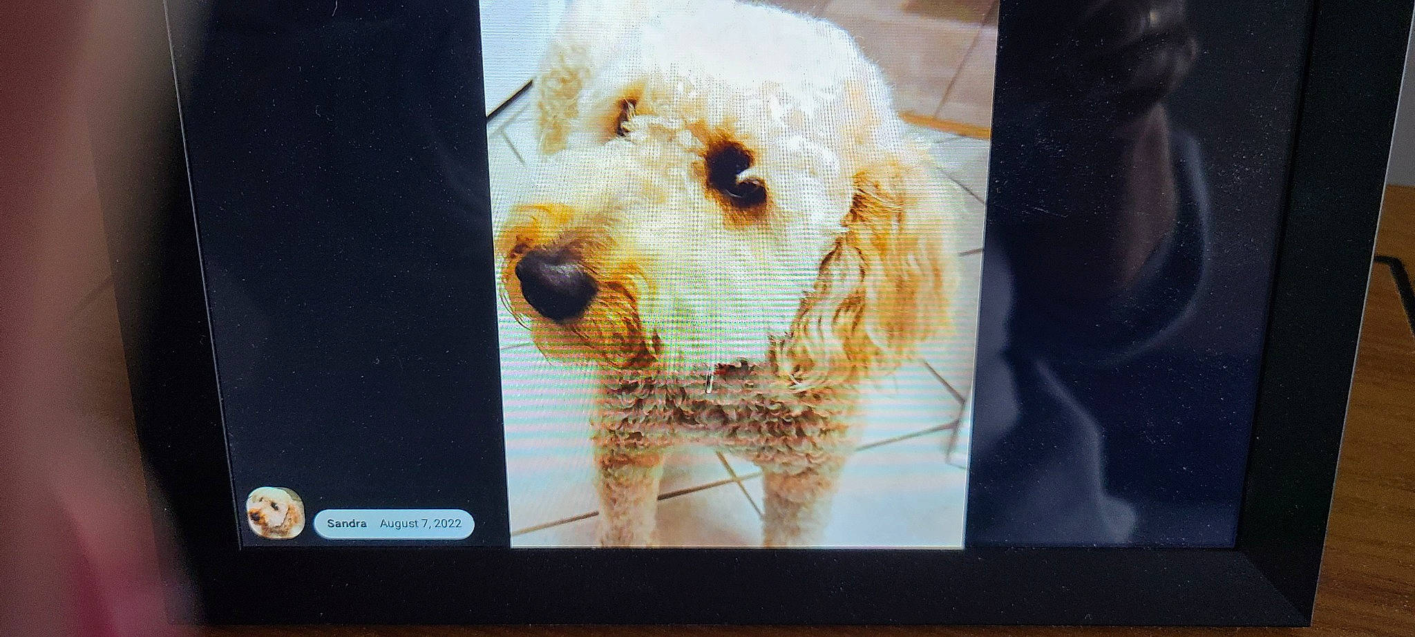 Arya joined the competition — help win amazing prizes! canidae, carnivore, companion_dog, display_device, dog, dog_breed, fawn, font, fur, puppy, rectangle, retriever, snout, sporting_group, terrestrial_animal, terrier, toy, visual_arts, whiskers, working_animal