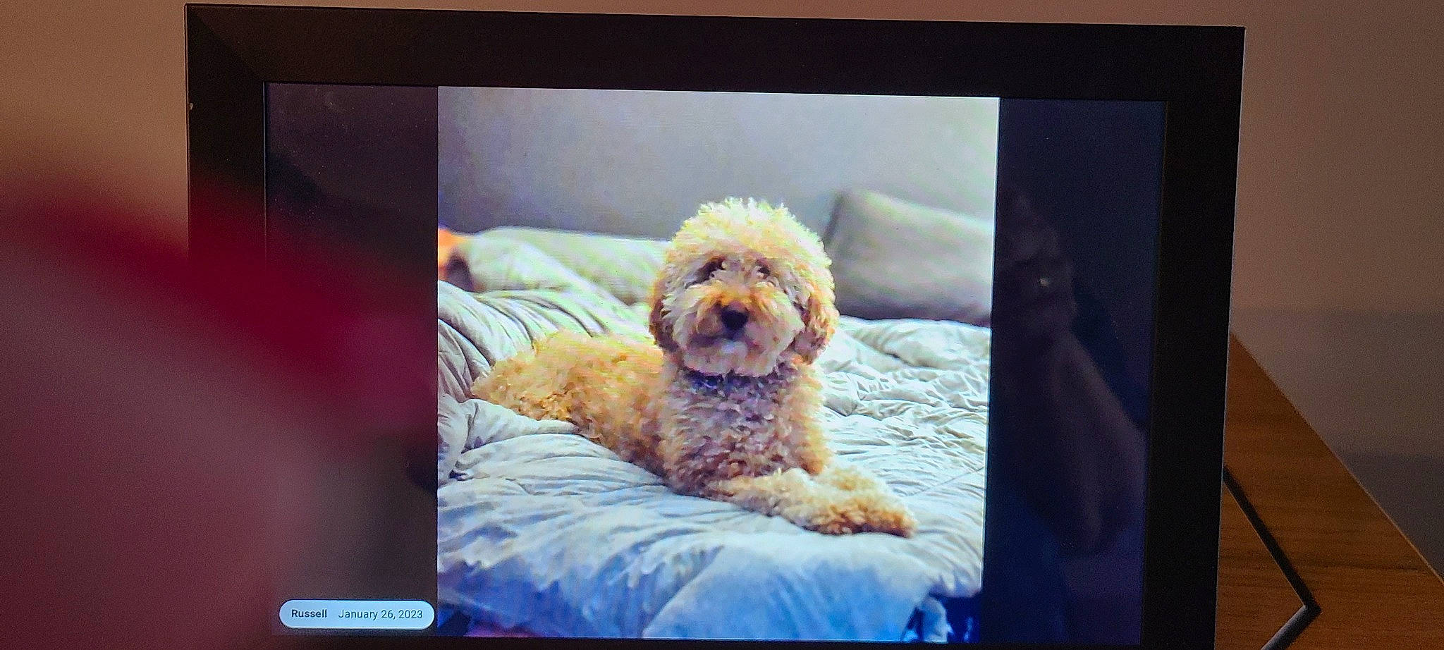 Arya is registered to the contest to win money with this photo: canidae, carnivore, comfort, companion_dog, display_device, dog, dog_breed, electronic_device, labradoodle, maltepoo, paw, poodle, rectangle, room, screenshot, sporting_group, square, terrier, toy_dog, water_dog