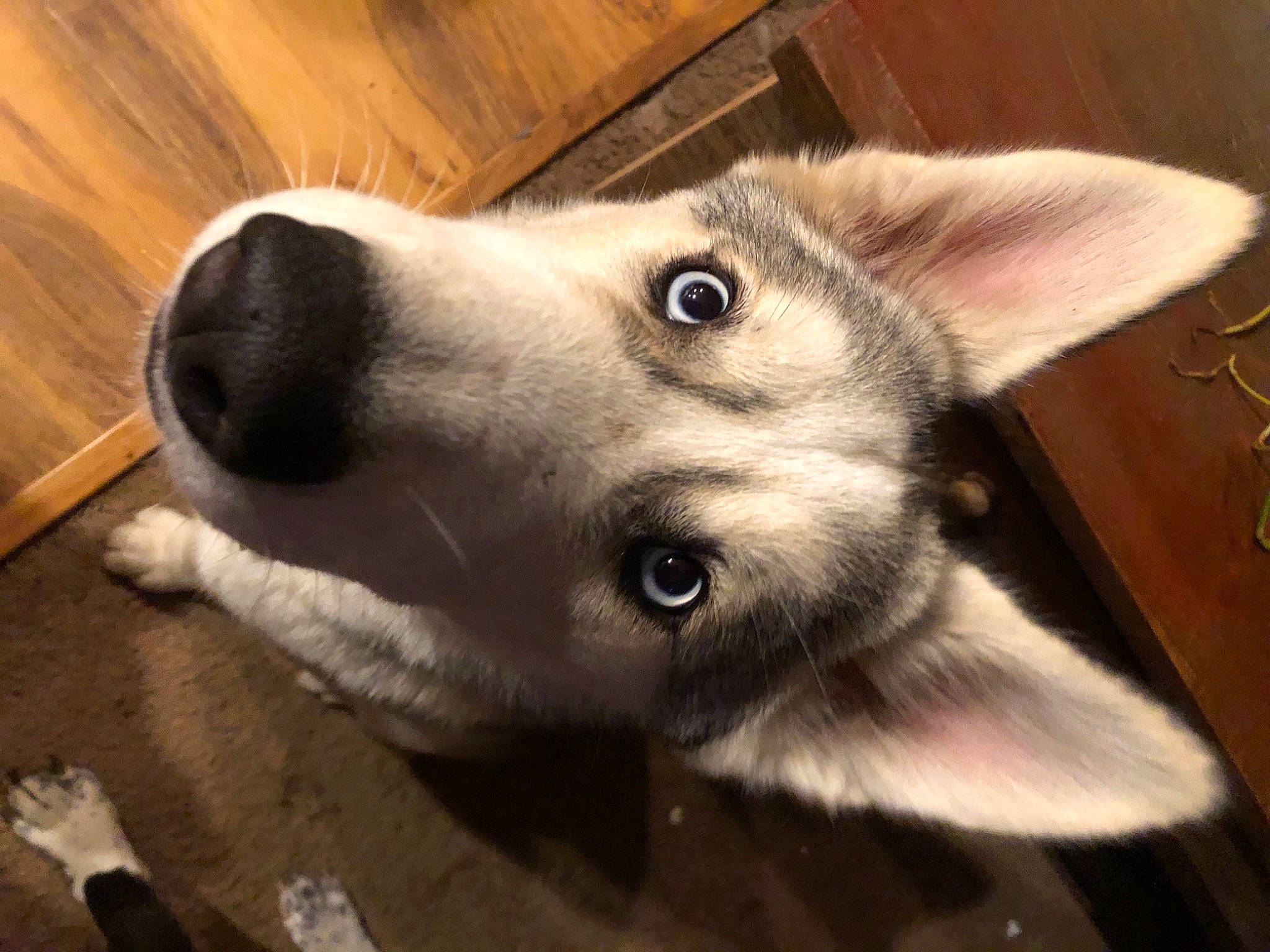 Nita is registered to the contest to win money with this photo: alaskan_malamute, canidae, carnivore, dog, dog_breed, ear, eye, iris, labrador_husky, mammal, miniature_siberian_husky, native_american_indian_dog, norwegian_elkhound, nose, rare_breed_dog, siberian_husky, snout, vertebrate, whiskers, wolfdog