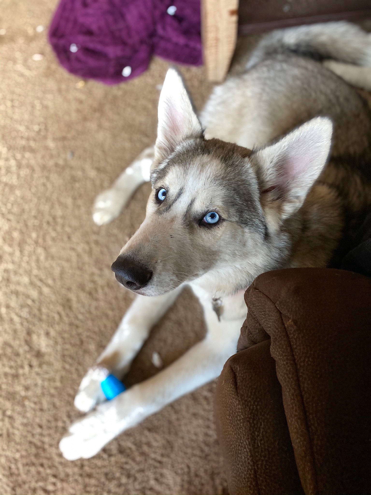 Nita joined the competition — help win amazing prizes! alaskan_malamute, canidae, canis, carnivore, czechoslovakian_wolfdog, dog, dog_breed, labrador_husky, mammal, native_american_indian_dog, northern_inuit_dog, puppy, rare_breed_dog, saarloos_wolfdog, seppala_siberian_sleddog, siberian_husky, sled_dog, tamaskan_dog, vertebrate, wolfdog