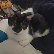 Sylvester is registered to the contest to win money with this photo: animal, black_and_white, blanket, cat, closeup, cozy, curious, domestic, ears, eyes, feline, fur, home, indoor, pet, portrait, relaxed, resting, soft, whiskers