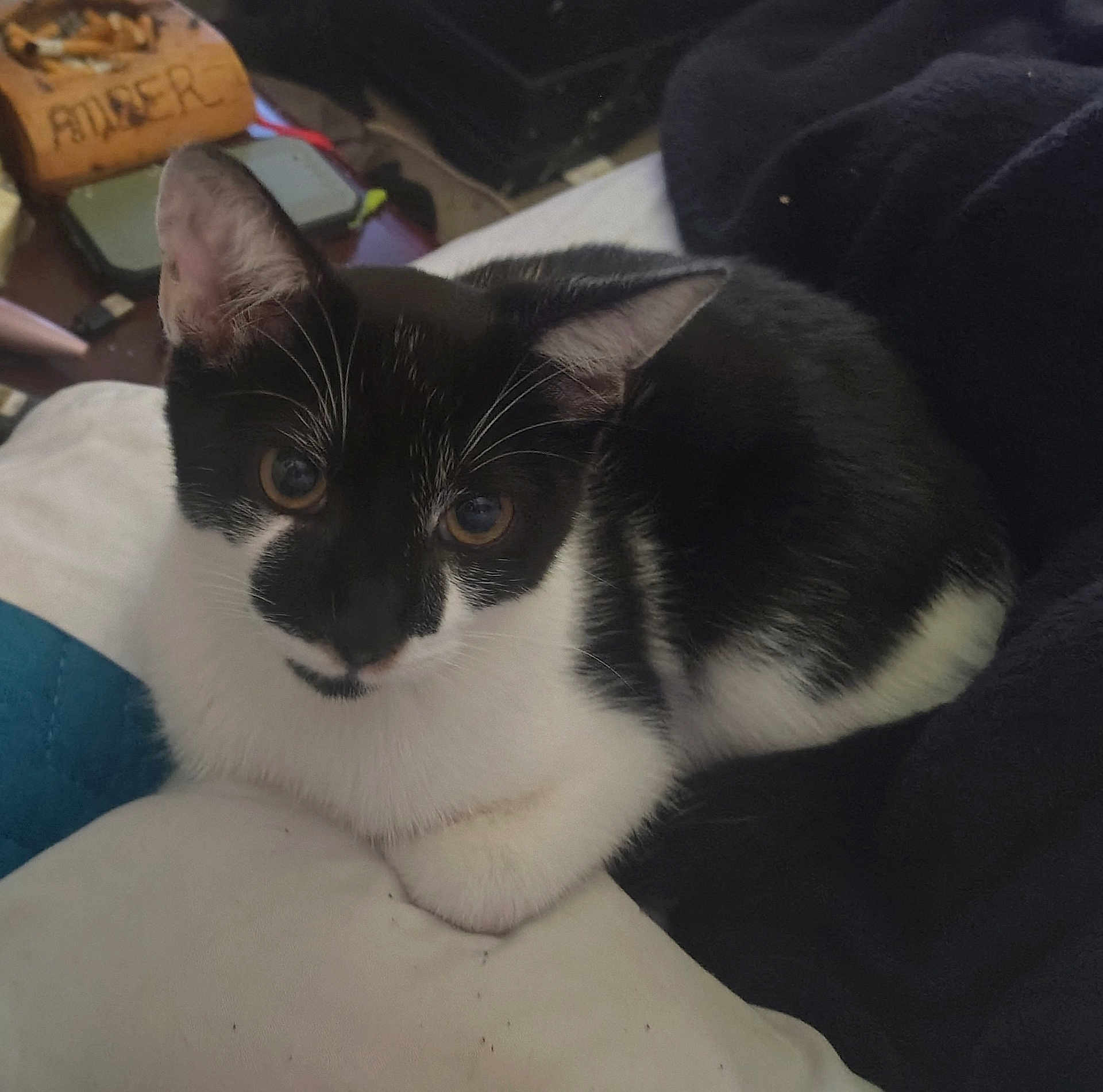 Sylvester