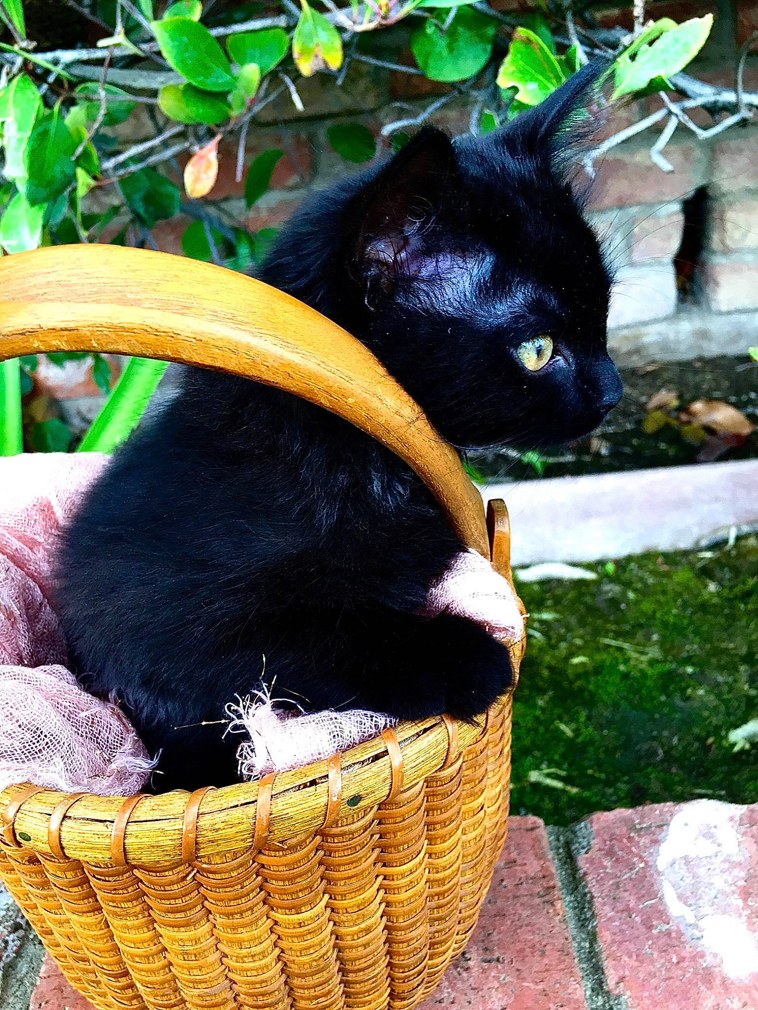 Peggy joined the competition — help win amazing prizes! basket, bombay, carnivore, cat, fashion_accessory, felidae, fur, grass, green, mammal, plant, small_to_medium_sized_cats, snout, tail, terrestrial_animal, terrestrial_plant, vertebrate, whiskers, wicker, wildlife