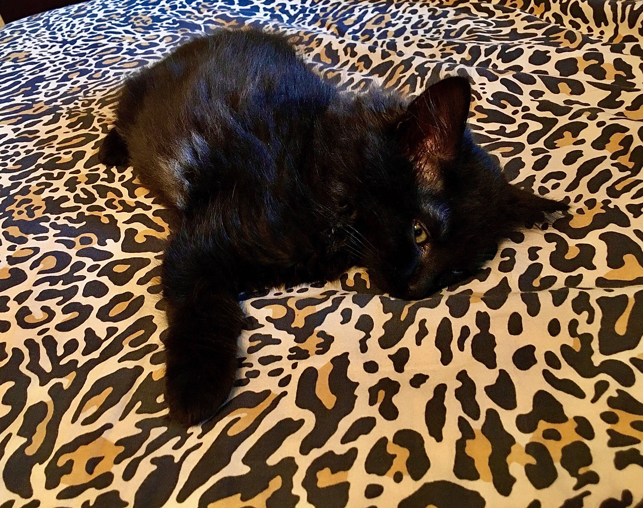 Peggy is registered to the contest to win money with this photo: black_cat, bombay, carnivore, carpet, cat, claw, comfort, domestic_short_haired_cat, fawn, felidae, flooring, fur, pattern, paw, small_to_medium_sized_cats, snout, tail, terrestrial_animal, tree, whiskers