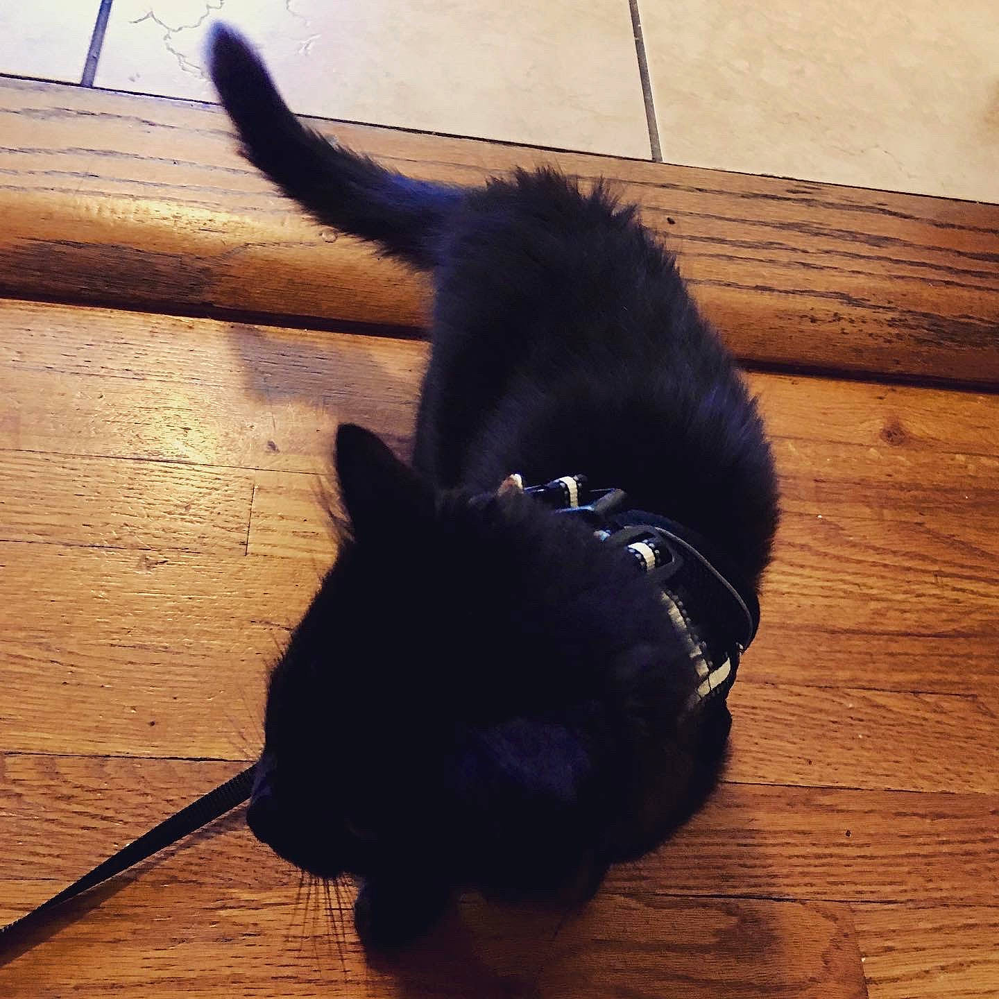 Peggy is registered to the contest to win money with this photo: black_cat, carnivore, cat, companion_dog, dog_breed, ear, fawn, felidae, floor, flooring, hardwood, laminate_flooring, plank, small_to_medium_sized_cats, snout, tail, tints_and_shades, whiskers, wood, wood_stain