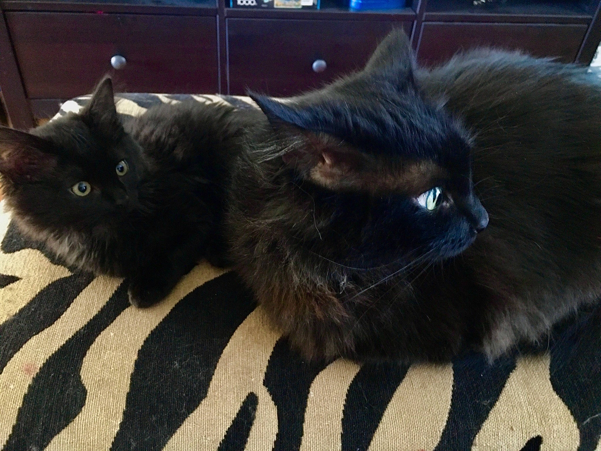 Peggy is registered to the contest to win money with this photo: black_cat, bombay, carnivore, cat, claw, comfort, domestic_short_haired_cat, electric_blue, felidae, fur, paw, sitting, small_to_medium_sized_cats, snout, tail, terrestrial_animal, whiskers