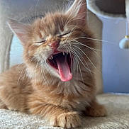 Arès a rejoint le concours — aidez-le/la à gagner de superbes lots ! kitten, cat, orange_cat, yawning, tongue_out, fluffy, pet, animal, cute, whiskers, claws, feline, indoor, soft, cat_tree, resting, closeup, sleepy, adorable, young
