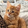 Arès participe au concours pour gagner de l'argent avec cette photo : kitten, cat, orange_tabby, feline, pet, animal, bed, bedding, leopard_print, fur, whiskers, cute, closeup, relaxed, indoor, soft_light, portrait, young, domestic_cat, curious