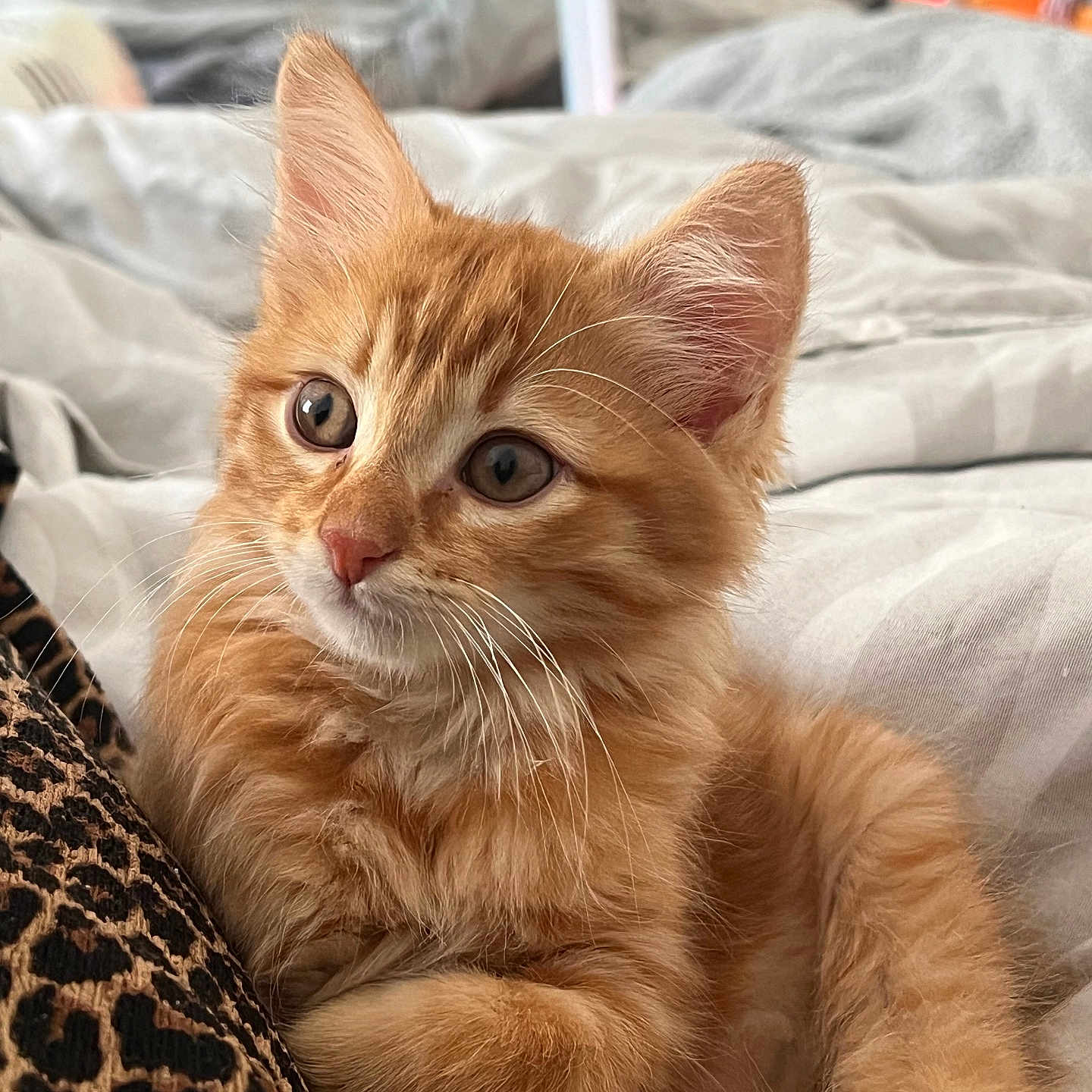Arès participe au concours pour gagner de l'argent avec cette photo : animal, bed, bedding, cat, closeup, curious, cute, domestic_cat, feline, fur, indoor, kitten, leopard_print, orange_tabby, pet, portrait, relaxed, soft_light, whiskers, young
