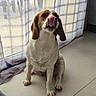 Vaia a rejoint le concours — aidez-le/la à gagner de superbes lots ! dog, beagle, tongue_out, indoor, curtains, tiled_floor, pet, animal, sitting, window_light, cute, mammal, canine, domestic_animal, front_view, white_and_brown, floor, playful, adorable, companion