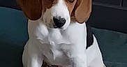 Vaia a rejoint le concours — aidez-le/la à gagner de superbes lots ! beagle, puppy, dog, pet, animal, sitting, cushion, indoor, brown, white, black, ears, cute, young, floor, portrait, looking_down, fur, canine, companion