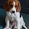 beagle, puppy, dog, pet, animal, sitting, cushion, indoor, brown, white, black, ears, cute, young, floor, portrait, looking_down, fur, canine, companion