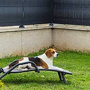 Vaia a rejoint le concours — aidez-le/la à gagner de superbes lots ! dog, beagle, lounging, garden, grass, fence, outdoor, pet, relaxed, bench, animal, canine, daylight, resting, nature, leisure, backyard, summer, greenery, sunlight
