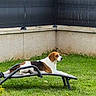 dog, beagle, lounging, garden, grass, fence, outdoor, pet, relaxed, bench, animal, canine, daylight, resting, nature, leisure, backyard, summer, greenery, sunlight