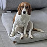 dog, beagle, pet, sitting, cushion, sofa, indoor, floor, tile_floor, brown, white, fur, animal, companion, cute, expression, resting, domestic, mammal, comfort