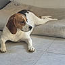 Vaia a rejoint le concours — aidez-le/la à gagner de superbes lots ! dog, beagle, pet, indoor, floor, tile, resting, lying_down, bed, animal, canine, paw_print, brown, white, ears, quiet, calm, side_view, domestic, companion