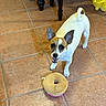 dog, small_dog, indoor, tile_floor, toy, plush_toy, donut_toy, happy, playful, pet, animal, brown_and_white, ears_up, looking_up, floor, chair_legs, yellow_toy, cute, domestic, companion