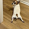 dog, indoor, wooden_floor, pet, animal, laying_down, looking_back, brown_and_white, ears_up, tail, flooring, corner, wall, baseboard, domestic, canine, cute, relaxed, house, fur