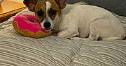 Max is registered to the contest to win money with this photo: dog, bed, plush_toy, donut_toy, striped_bedspread, lamp, nightstand, indoor, resting, small_dog, brown_and_white, ears, pet, cozy, comfortable, fur, toy, sleepy, home, relaxing