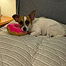 dog, bed, plush_toy, donut_toy, striped_bedspread, lamp, nightstand, indoor, resting, small_dog, brown_and_white, ears, pet, cozy, comfortable, fur, toy, sleepy, home, relaxing