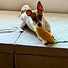 Max joined the competition — help win amazing prizes! dog, small_dog, indoor, couch, toy, plush_toy, corn_toy, pet, animal, brown_and_white, ears, paws, playful, relaxed, wooden_floor, furniture, light, shadow, focus, cute