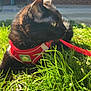 Diggs is registered to the contest to win money with this photo: alert, animal, black_cat, brick_wall, cat, closeup, daylight, domestic_cat, feline, focus, fur, grass, greenery, leash, nature, outdoor, pet, red_harness, side_view, sunlight
