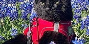 Diggs joined the competition — help win amazing prizes! animal, black_cat, bluebonnets, cat, closeup, daylight, field, flora, flowers, garden, grass, greenery, leash, nature, outdoor, pet, plants, red_harness, sunlight, tree