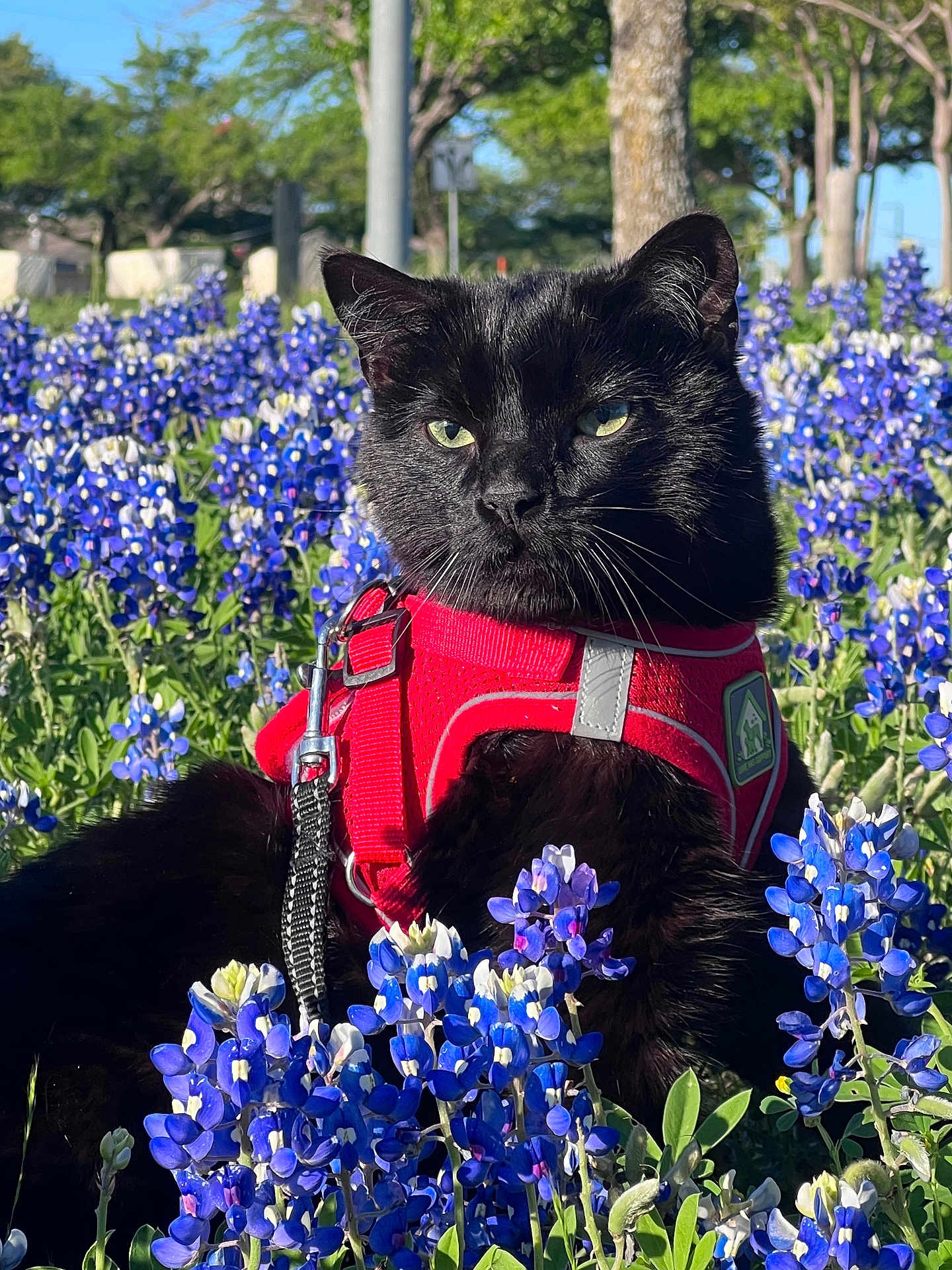 Diggs joined the competition — help win amazing prizes! cat, black_cat, bluebonnets, flowers, outdoor, nature, greenery, red_harness, pet, animal, sunlight, grass, plants, garden, tree, daylight, closeup, flora, field, leash