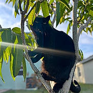 Diggs joined the competition — help win amazing prizes! black_cat, cat, tree, branches, leaves, outdoor, sunlight, shadow, nature, animal, pet, greenery, daylight, feline, wildlife, backyard, close_up, mammal, curious, perched