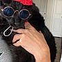 black_cat, cat, party_hat, sunglasses, indoor, hand, person, celebration, pet, feline, accessory, pom_pom, fashion, animal, domestic_cat, cute, funny, close_up, portrait, wearing