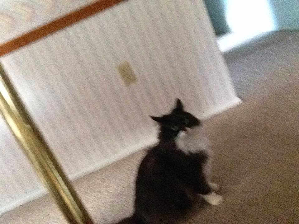 Yoda