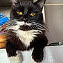 cat, tuxedo_cat, yellow_eyes, white_paws, whiskers, fluffy, pet, animal, indoor, close_up, portrait, feline, mustache, curious, relaxed, domestic_cat, cute, black_and_white, fur, paw
