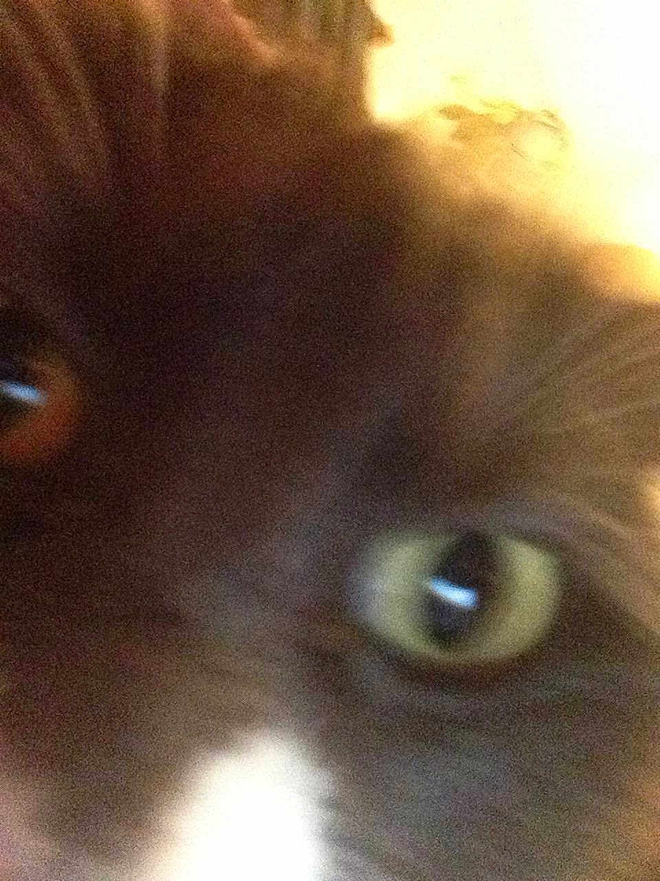 Yoda