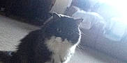 Yoda is registered to the contest to win money with this photo: