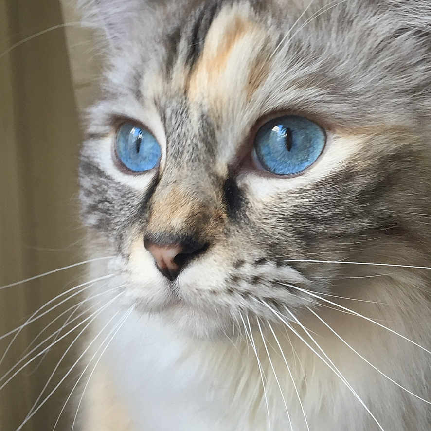 Vanille participe au concours pour gagner de l'argent avec cette photo : abyssinian, animal, cat, kitten, manx, pet, siamese