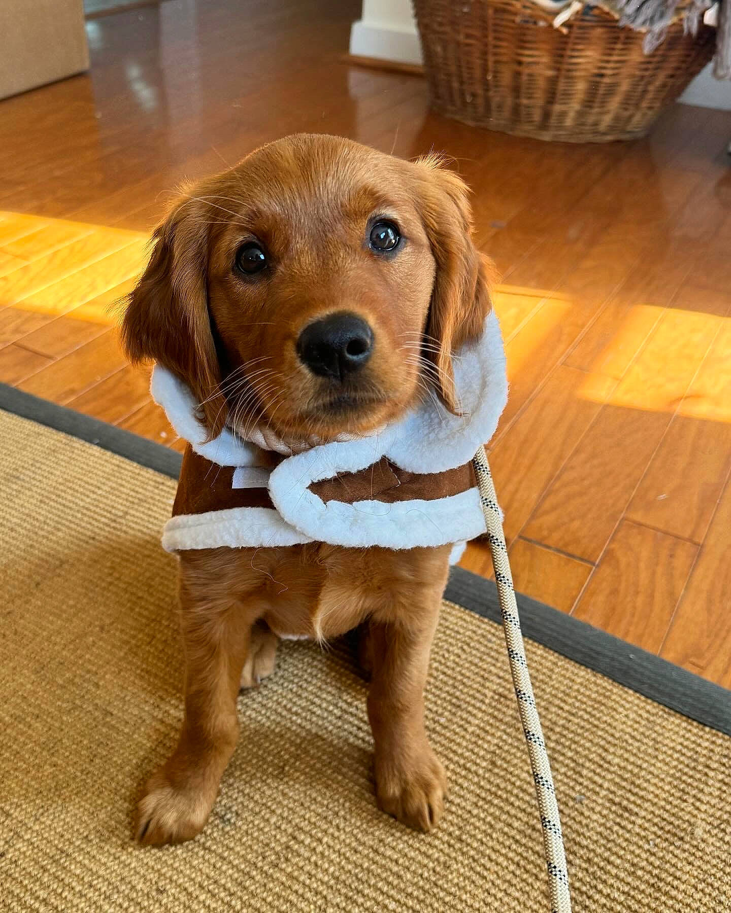 Lennox is registered to the contest to win money with this photo: canidae, carnivore, collar, companion_dog, dog, dog_breed, dog_collar, dog_supply, fawn, flooring, fur, hardwood, hound, liver, pet_supply, snout, sporting_group, whiskers, wood, working_animal