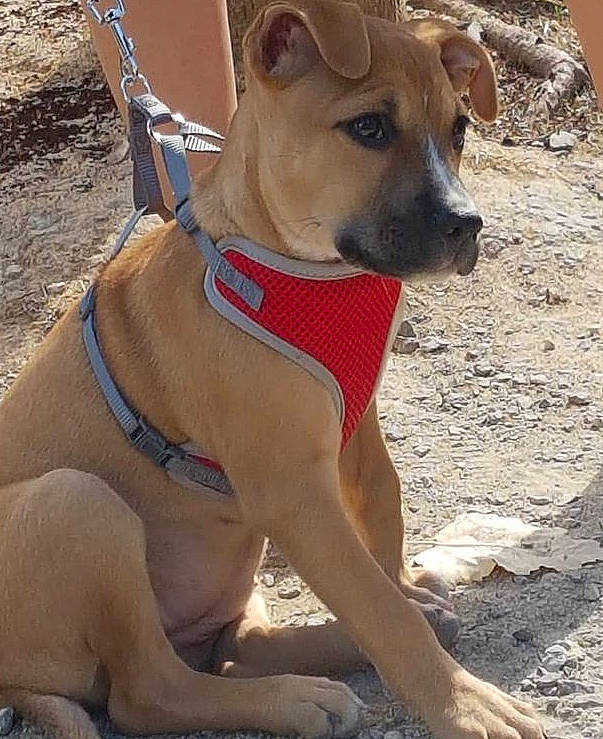 Betty participe au concours pour gagner de l'argent avec cette photo : canidae, carnivore, collar, companion_dog, dog, dog_breed, dog_clothes, dog_collar, dog_supply, fashion_accessory, fawn, hat, leash, liver, pet_supply, snout, sporting_group, sunglasses, whiskers, working_animal