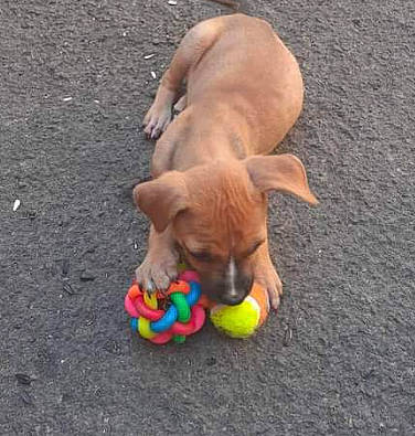 Betty participe au concours pour gagner de l'argent avec cette photo : ball, carnivore, companion_dog, dog, dog_breed, dog_clothes, dog_collar, dog_supply, dog_toy, fawn, grass, liver, pet_supply, snout, sporting_group, stuffed_toy, tennis_ball, toy, toy_dog, working_animal