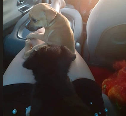 Betty a rejoint le concours — aidez-le/la à gagner de superbes lots ! car_seat, carnivore, comfort, companion_dog, dog, dog_breed, fur, guard_dog, head_restraint, mammal, paw, sporting_group, tail, vehicle_door, whiskers, working_animal