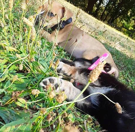 Betty participe au concours pour gagner de l'argent avec cette photo : adventure, canidae, carnivore, companion_dog, dog, dog_breed, fawn, felidae, ferret, grass, herding_dog, lawn, plant, recreation, sporting_group, street_dog, tail, terrestrial_animal, tree, wildlife