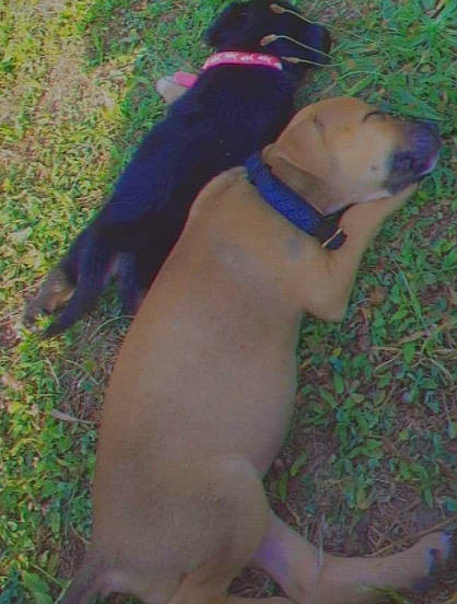 Bella a rejoint le concours — aidez-le/la à gagner de superbes lots ! canidae, carnivore, collar, companion_dog, dog, dog_breed, dog_collar, dog_supply, fawn, grass, mammal, non_sporting_group, pet_supply, plant, snout, sporting_group, tail, vertebrate, working_animal, working_dog