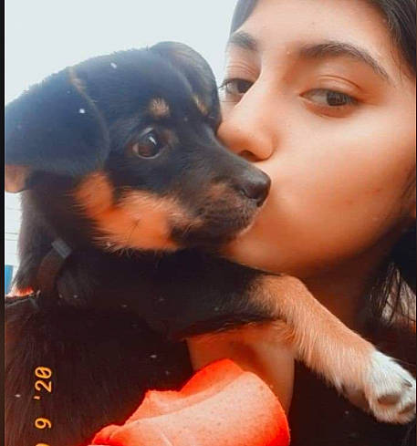 Bella participe au concours pour gagner de l'argent avec cette photo : canidae, carnivore, companion_dog, dog, dog_breed, ear, fawn, fur, gesture, guard_dog, happy, kiss, nose, puppy, selfie, snout, sporting_group, toy_dog, working_animal, working_dog