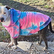 Whiskey is registered to the contest to win money with this photo: dog, tie_dye_hoodie, outdoor, grass, stone_path, pet, canine, apparel, sunlight, curious, standing, fur, ears, tail, paws, casual_wear, nature, daylight, animal, portrait