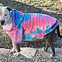 dog, tie_dye_hoodie, outdoor, grass, stone_path, pet, canine, apparel, sunlight, curious, standing, fur, ears, tail, paws, casual_wear, nature, daylight, animal, portrait